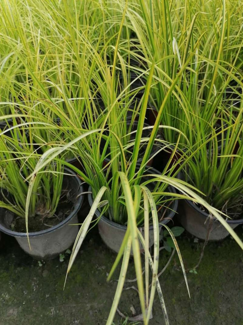 金叶石菖蒲双色杯金叶石菖蒲报价基地价出售大量出售