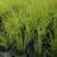 金叶石菖蒲双色杯金叶石菖蒲报价基地价出售大量出售