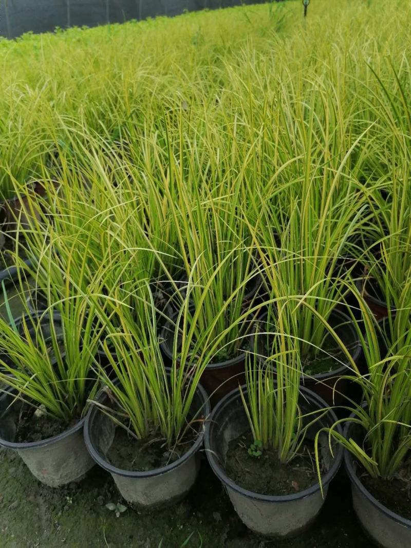金叶石菖蒲双色杯金叶石菖蒲报价基地价出售大量出售