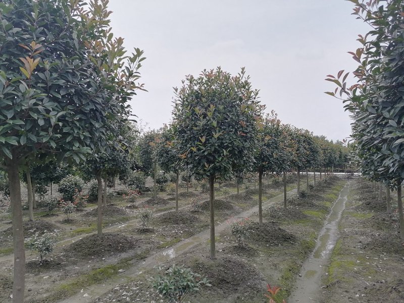 出售红叶石楠球，高杆红叶石楠4-7公分