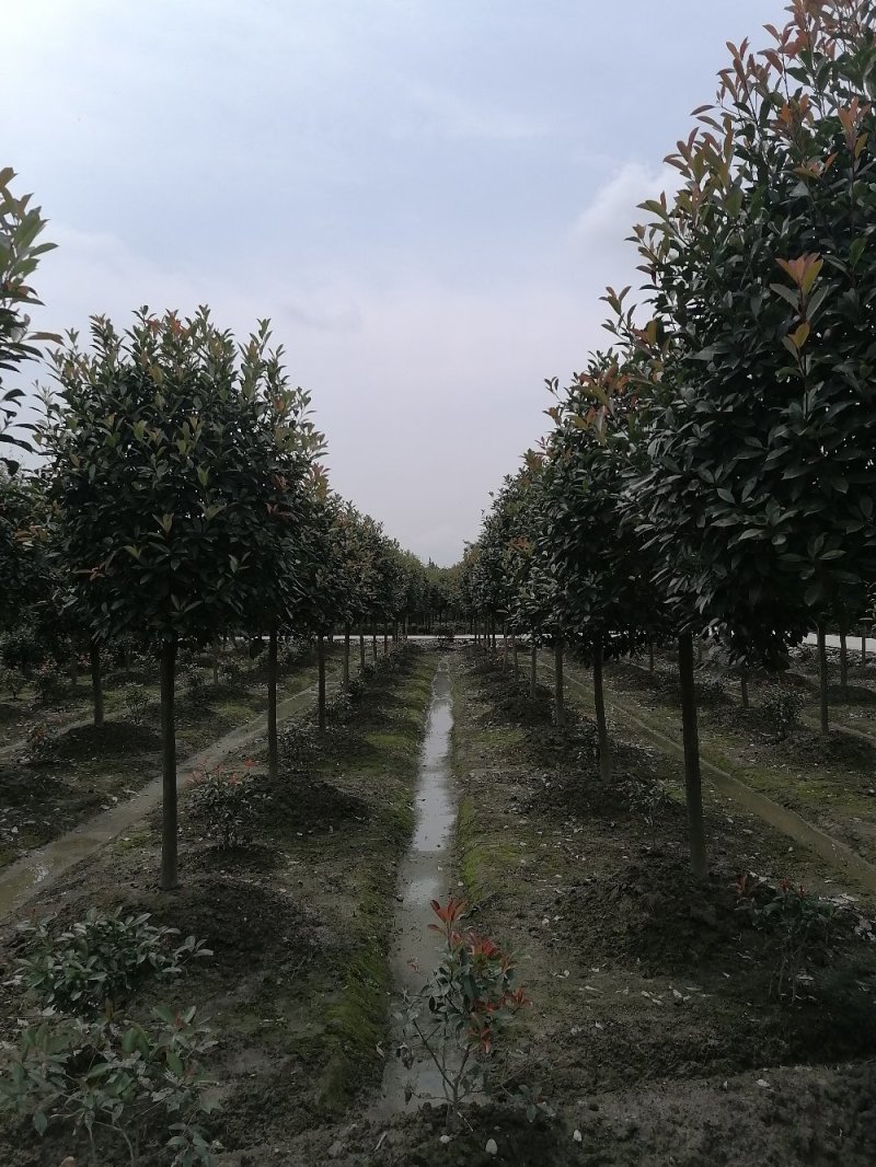 出售红叶石楠球，高杆红叶石楠4-7公分