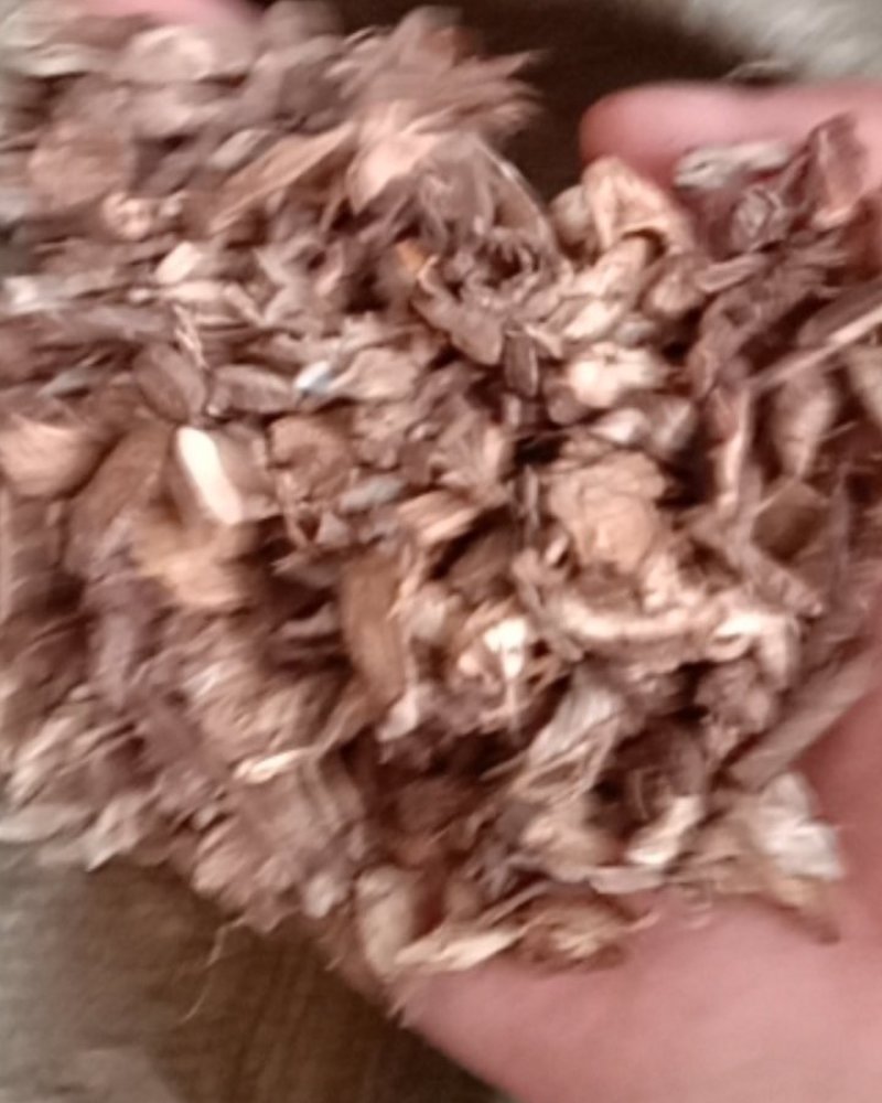 漏芦，常年批发供应各种规格漏芦中药材