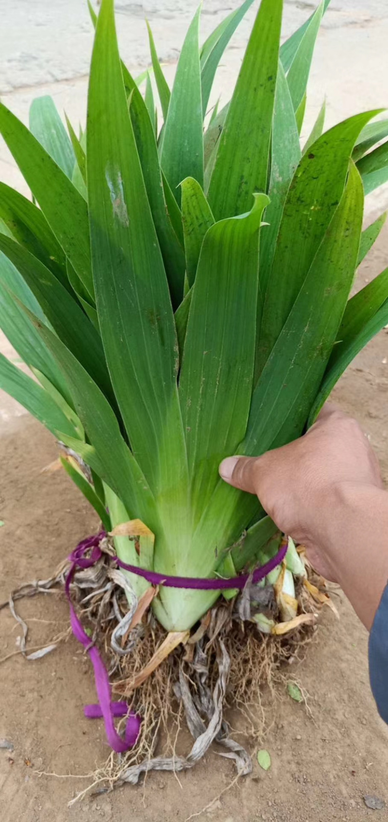 德国焉尾量大从优，现要现起