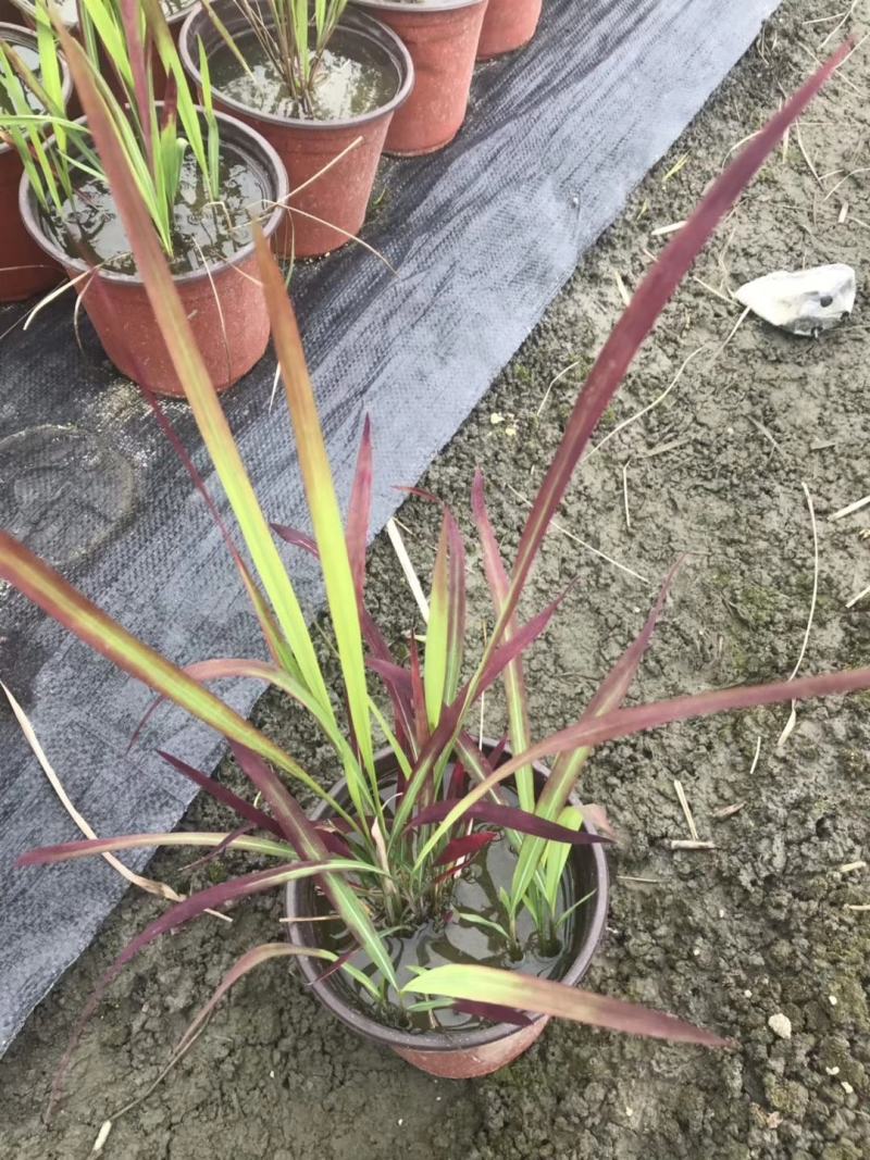 血草双色杯杯苗，血草价格多少，血草介绍，
