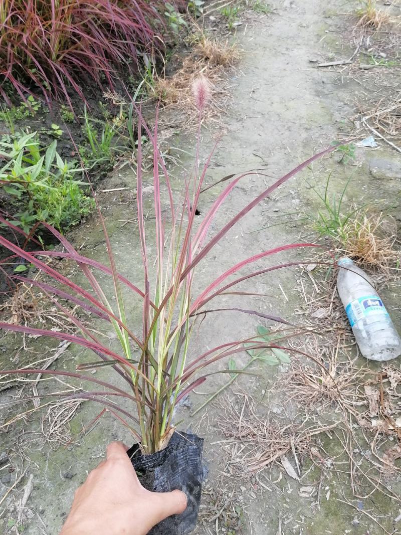 血草双色杯杯苗，血草价格多少，血草介绍，