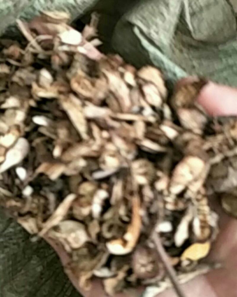 漏芦，常年批发供应漏芦中药材