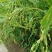 薏仁米大量出售，全部一手货源，自己种的