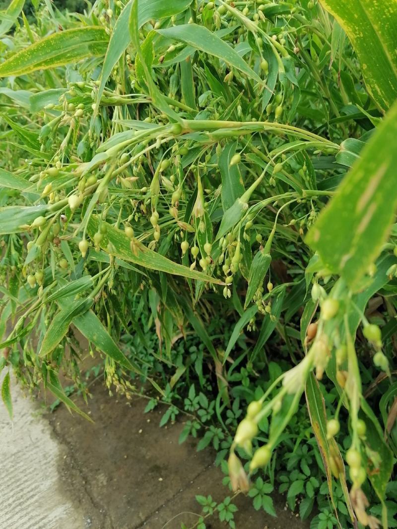 薏仁米大量出售，全部一手货源，自己种的