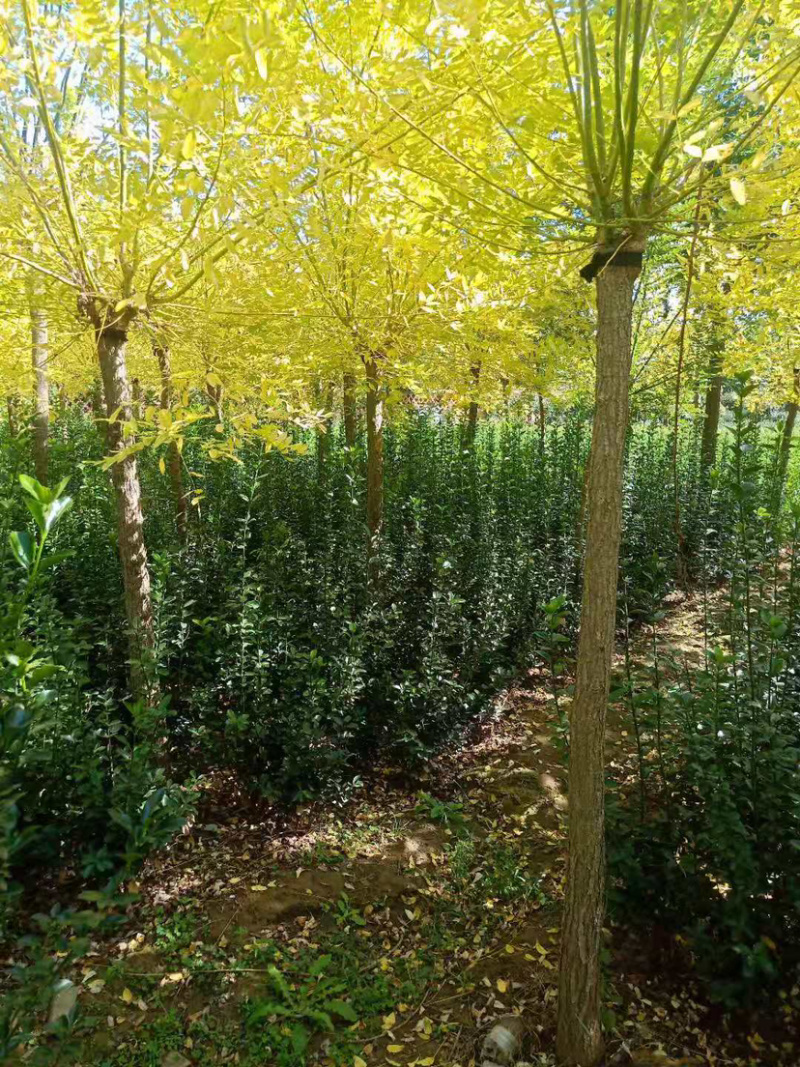 黄金槐8-9公分，规格齐全，全部现货供应