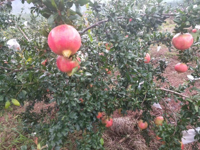 软籽石榴供应代收，电商合作