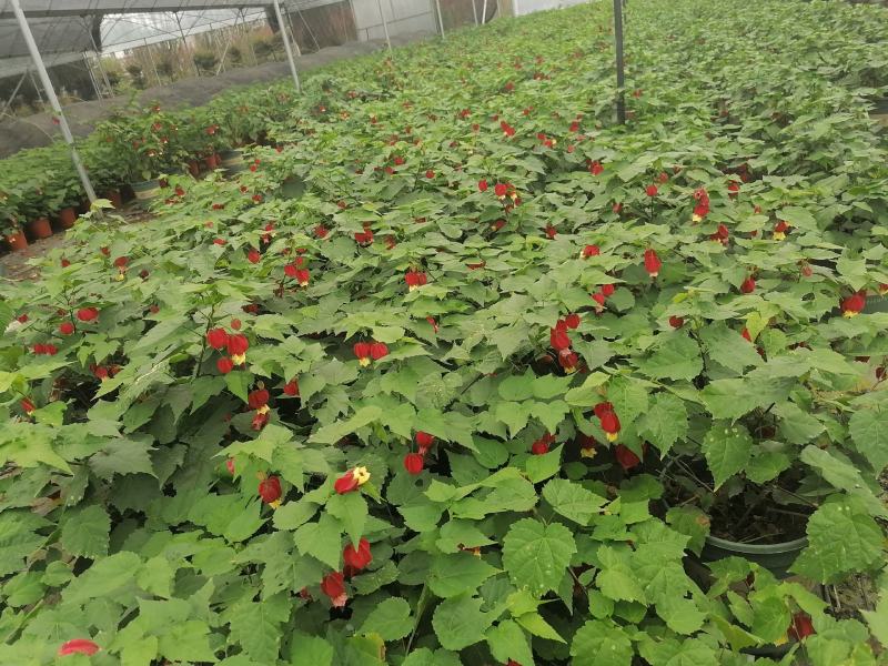 四季开花的灯笼花盆栽花期一年四季基地出售盆花灯笼花