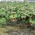 四季开花的灯笼花盆栽花期一年四季基地出售盆花灯笼花