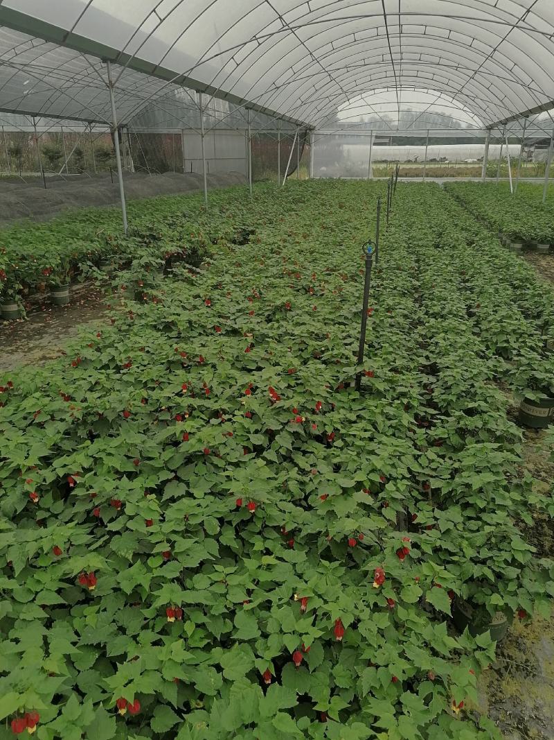 四季开花的灯笼花盆栽花期一年四季基地出售盆花灯笼花