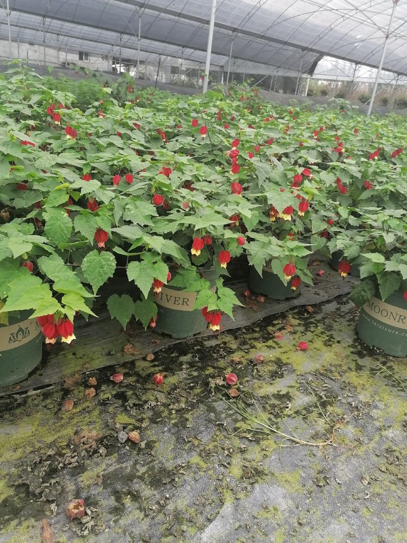 四季开花的灯笼花盆栽花期一年四季基地出售盆花灯笼花