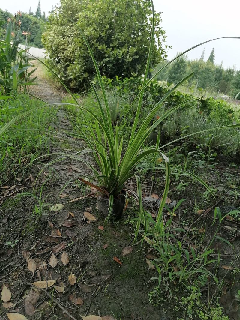 自家苗圃供应金叶吉祥草基地直销一手货源视频看货