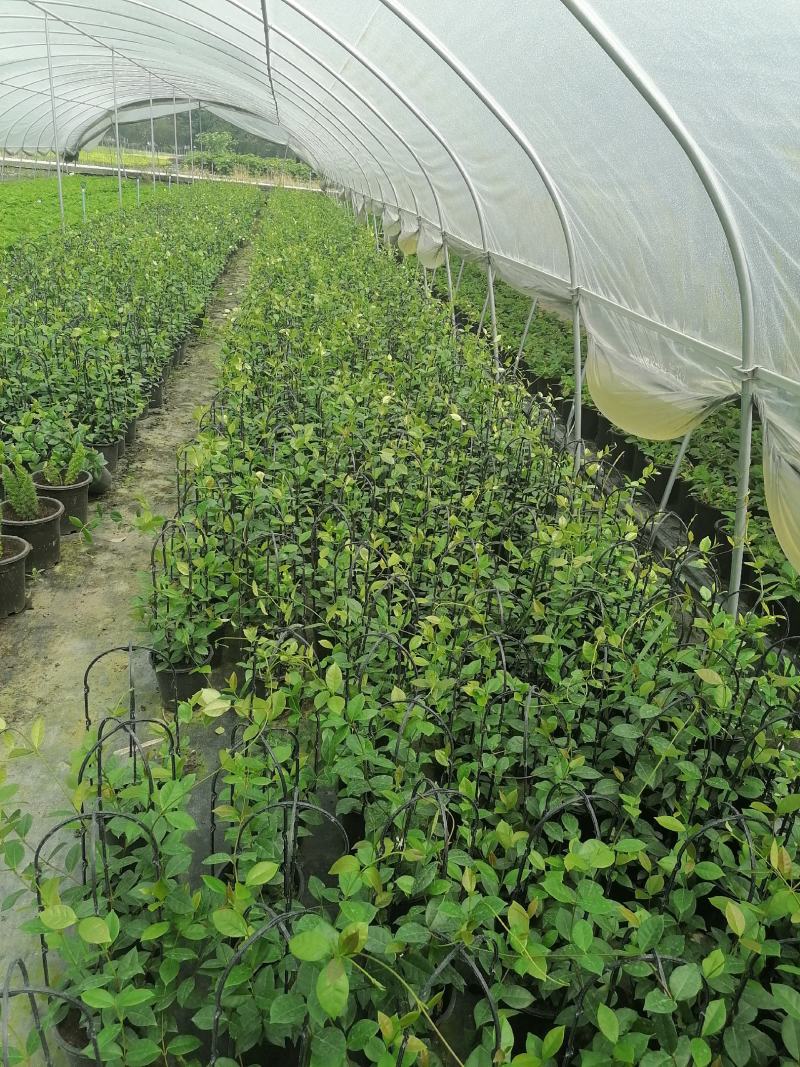 1.2米高风车茉莉盆花高矮都有带盆带土出售