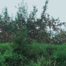 苹果嘎啦苹果熟了需要的预定