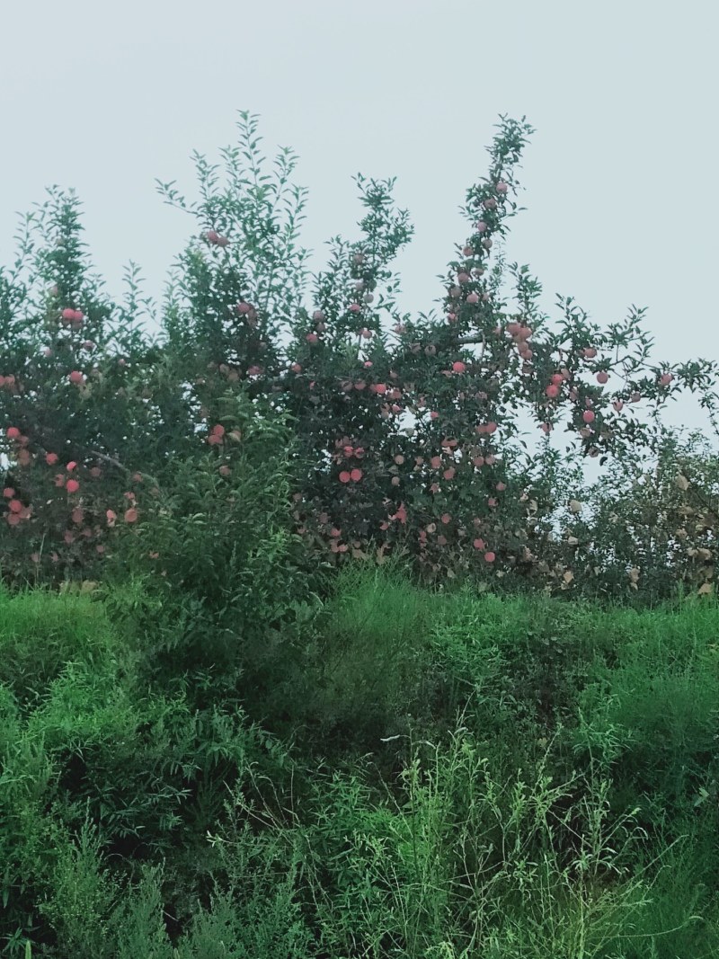 苹果嘎啦苹果熟了需要的预定