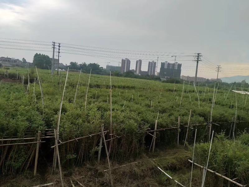 竹林清风，沁人心脾。绿水青山等于金山银山