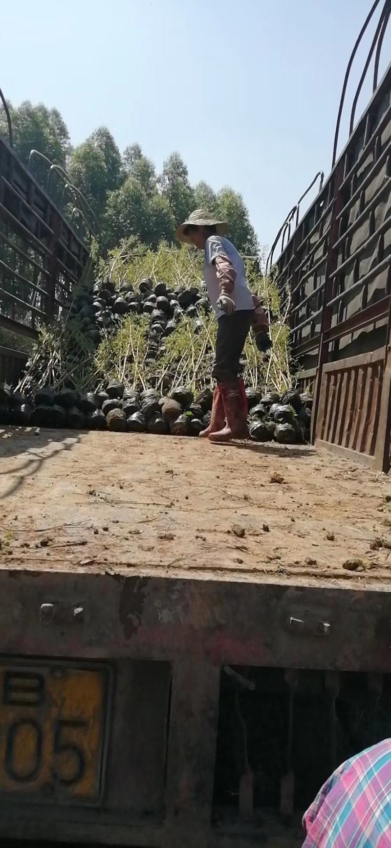 竹林清风，沁人心脾。绿水青山等于金山银山