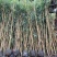 竹林清风，沁人心脾。绿水青山等于金山银山