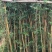 竹林清风，沁人心脾。绿水青山等于金山银山
