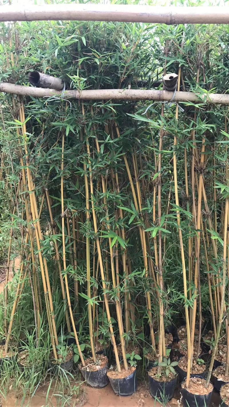 竹林清风，沁人心脾。绿水青山等于金山银山