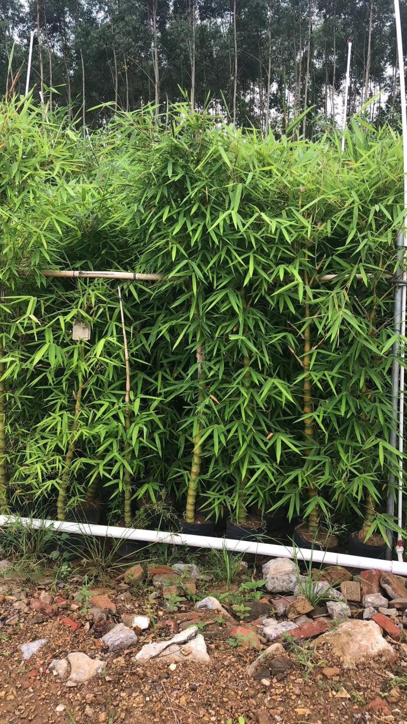 竹林清风，沁人心脾。绿水青山等于金山银山