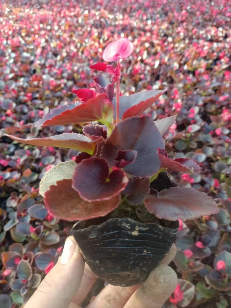 四季海棠品种齐全苗圃直发量大优惠诚信经营