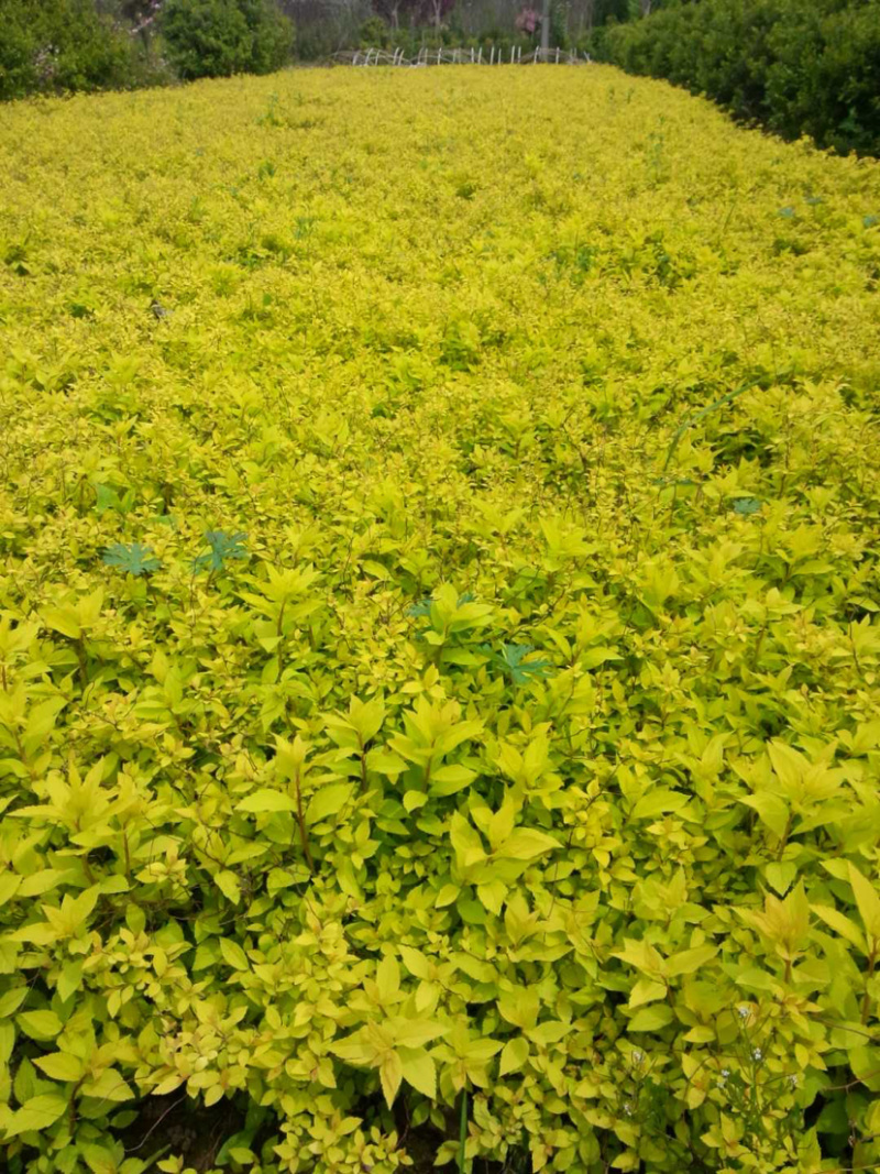绣线菊，基地直销各种绣线菊，现货量大
