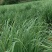【优质】新鲜香茅草泰国品种新鲜香茅自家基地直供量大从优