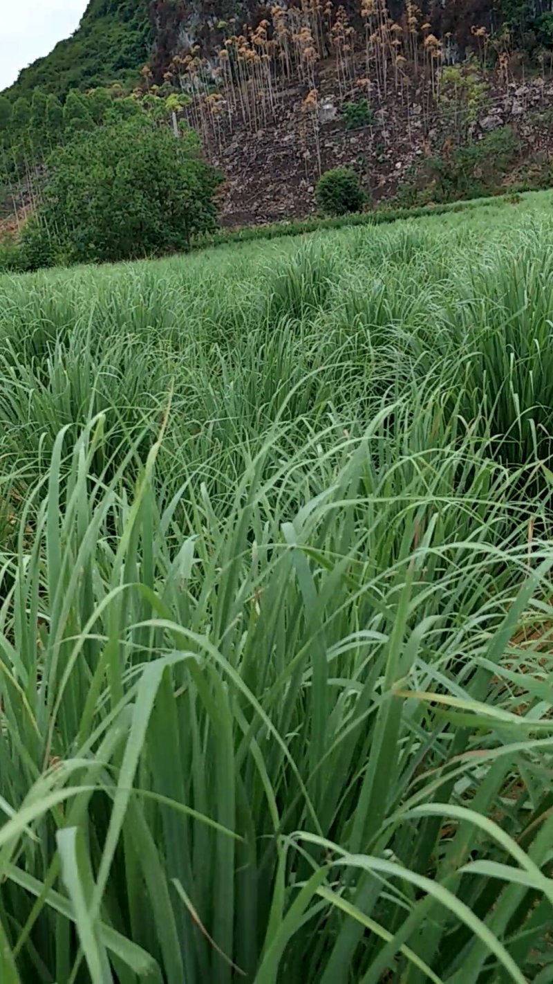 【优质】新鲜香茅草泰国品种新鲜香茅自家基地直供量大从优