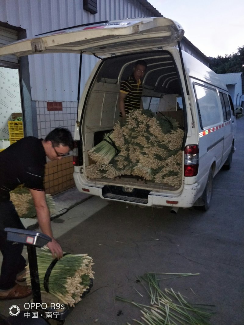 【优质】新鲜香茅草泰国品种新鲜香茅自家基地直供量大从优