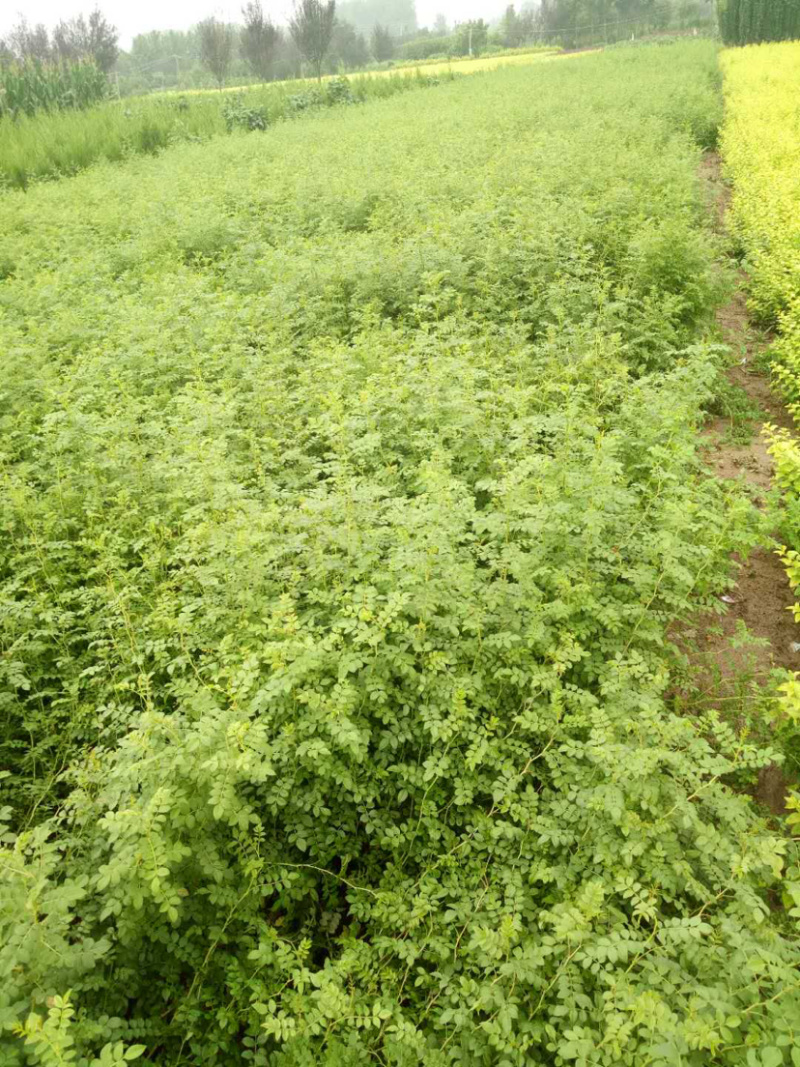 蔷薇基地直销，现货供应，质量好