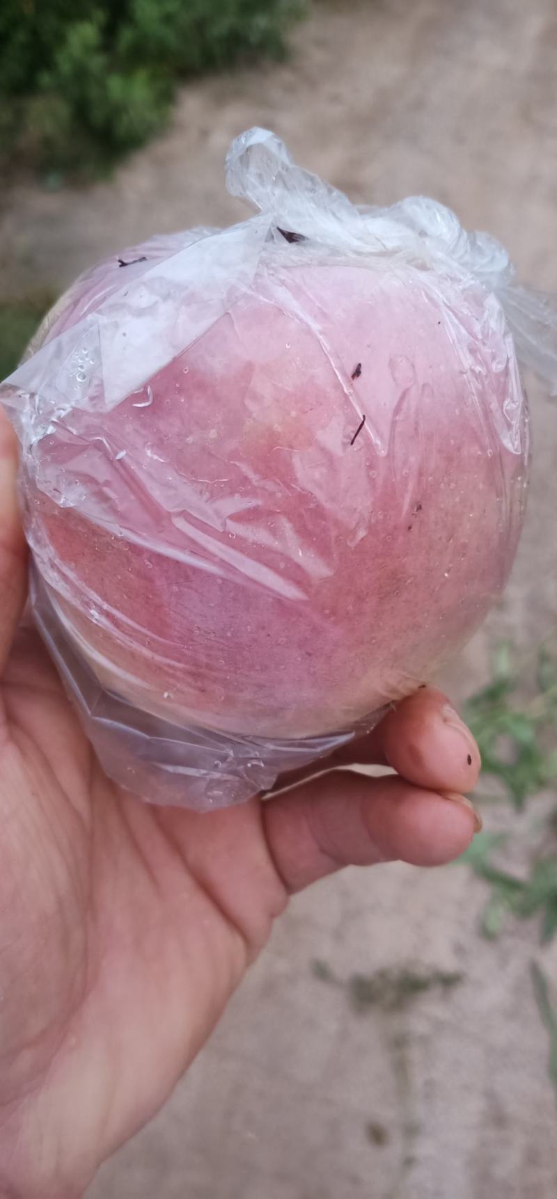 11膜袋富士高下捡口感脆甜