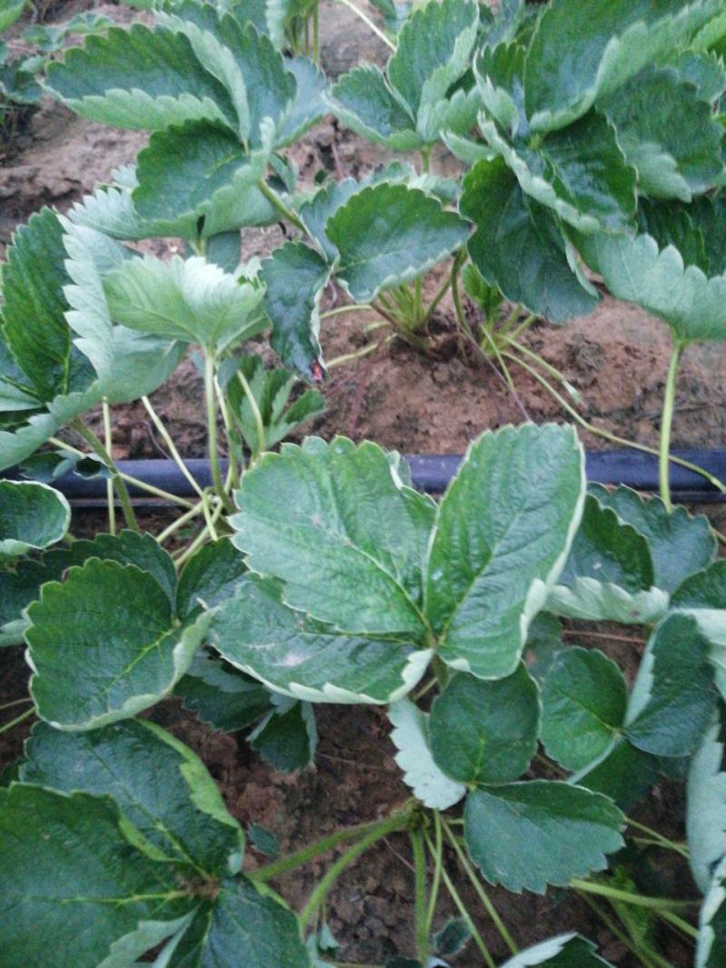 【热销】草莓苗甜查理，宁玉，妙香七号，包技术指导