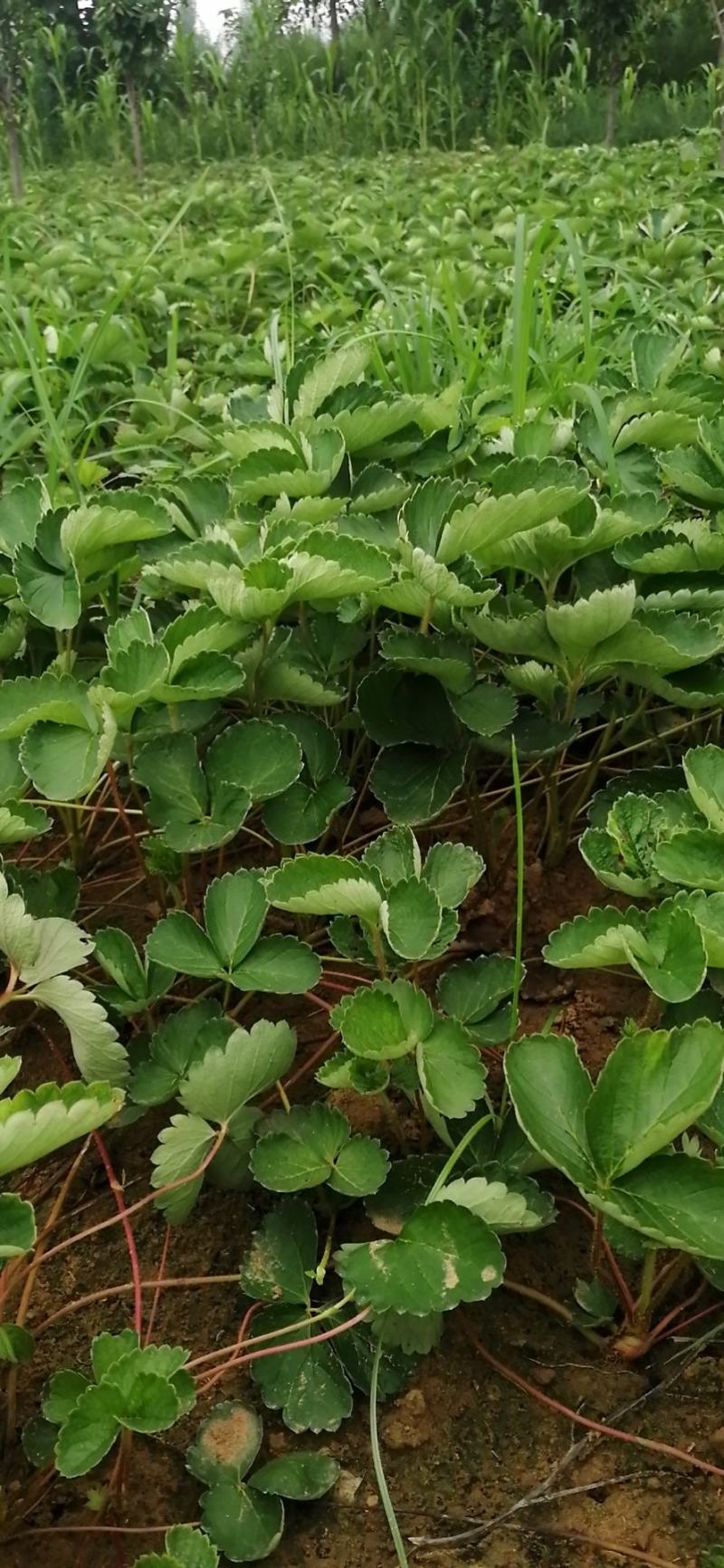 【热销】草莓苗甜查理，宁玉，妙香七号，包技术指导