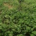 【热销】草莓苗甜查理，宁玉，妙香七号，包技术指导