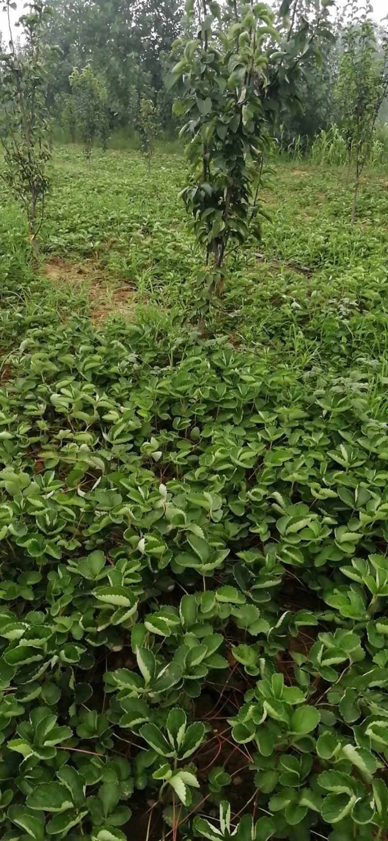 【热销】草莓苗甜查理，宁玉，妙香七号，包技术指导