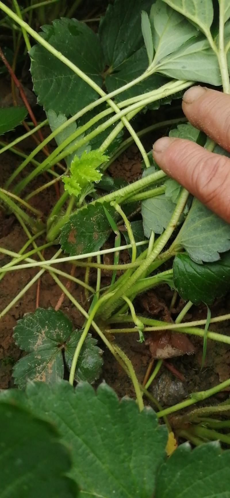 【热销】草莓苗甜查理，宁玉，妙香七号，包技术指导