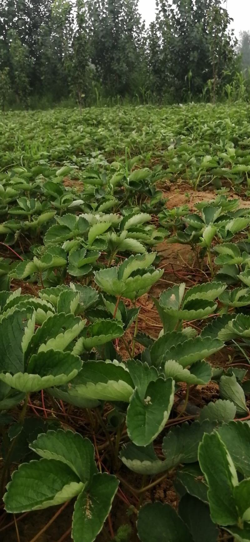 【热销】草莓苗甜查理，宁玉，妙香七号，包技术指导