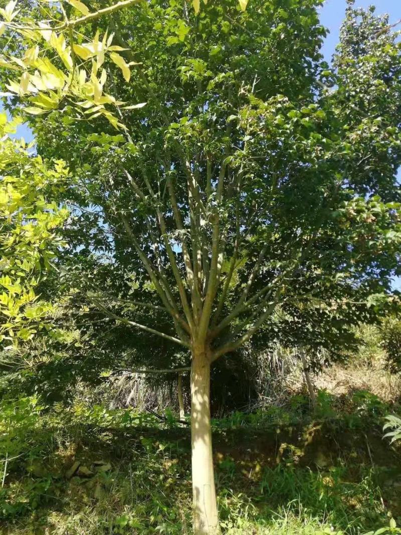 青枫青枫小苗青枫1/10/20公分占地苗工程苗嫁接红枫