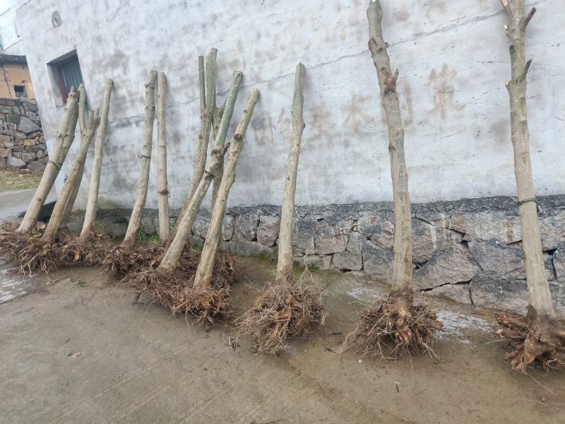 青枫青枫小苗青枫1/10/20公分占地苗工程苗嫁接红枫