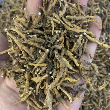 九节菖蒲节菖蒲水洗干净无杂质无硫磺熏蒸一公斤起批