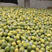 沙田柚梅州金柚农场直供支持线上交易1.8斤以上