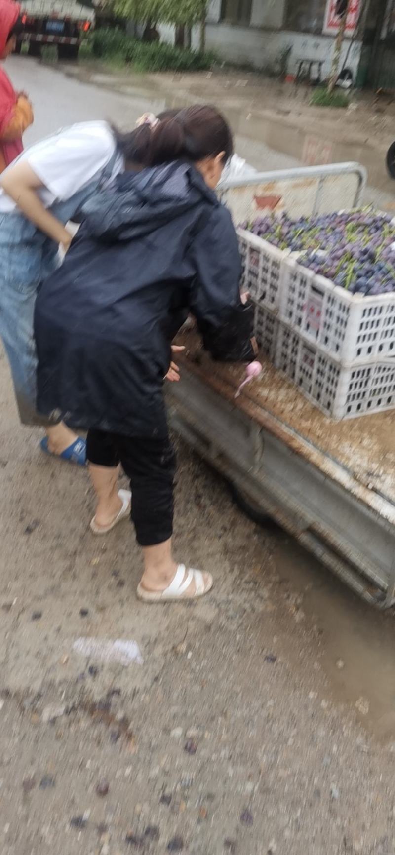万亩巨峰葡萄大量上市中口感好质量保证需要的联系