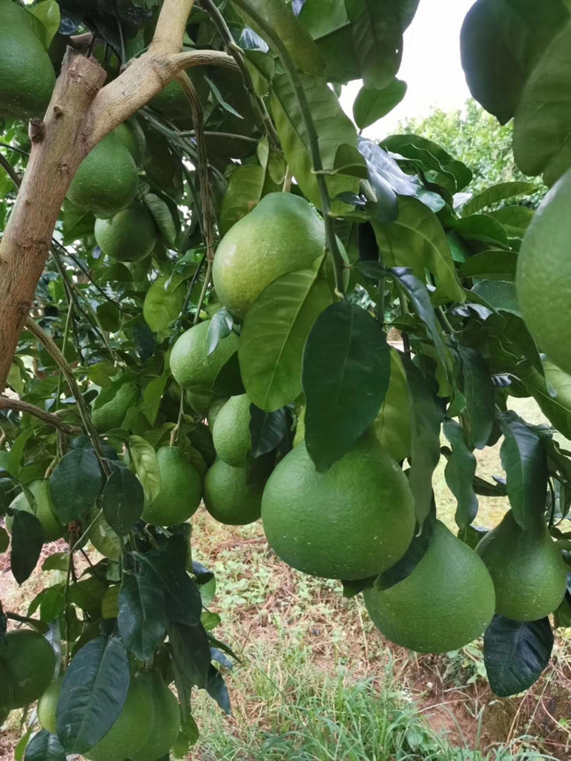 沙田柚梅州金柚农场直供支持线上交易1.8斤以上