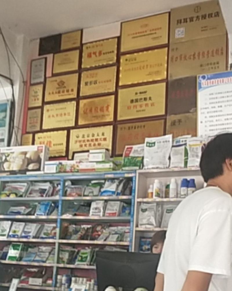 乙烯利葡萄棉花，早成熟、着色好产量高