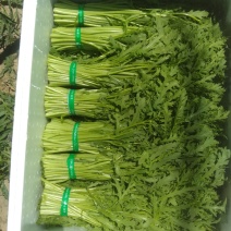 【精品茼蒿】大量上市，质量好，价格优