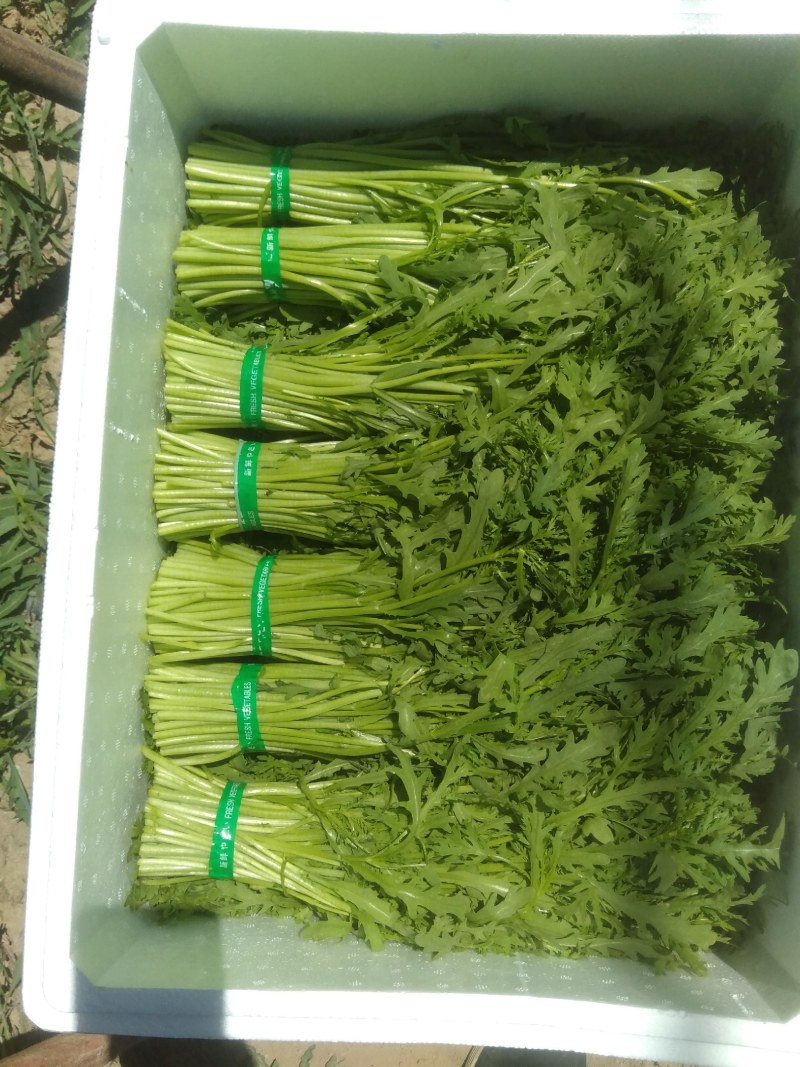 【精品茼蒿】大量上市，质量好，价格优